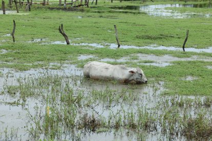 Los animalitos también han sido afectados por las inundaciones.