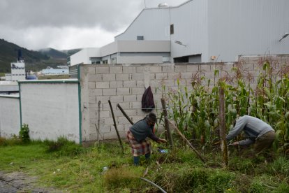 Junto a las industrias aún se cultiva maíz, aunque en menor medida que antes.