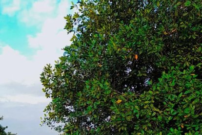 Mariana Sáenz está orgullosa de que su hijo practique atletismo, aunque a veces tiene que rebuscárselas vendiendo empanadas, para poder costear los más de $ 10 semanales que Christopher gasta en pasaje para ir a entrenar.