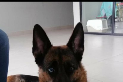 La mascota era de raza pastor alemán y tenía más de dos años.