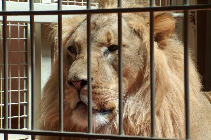 El león mordió el dedo del curioso.