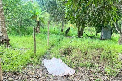 Sobre un sembrío quedaron los cuerpos sin vida.