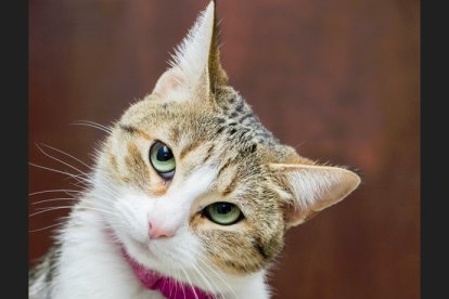 El collar debe de ser elástico para que pueda liberarse en caso de quedar atrapado.