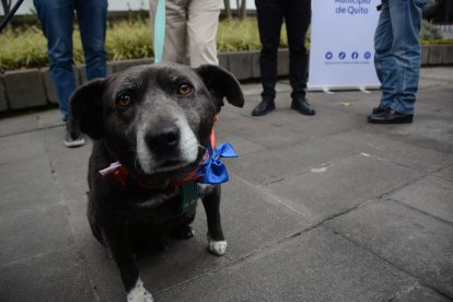 El animalito es considerado de la ‘tercera edad’ y tiene artrosis.