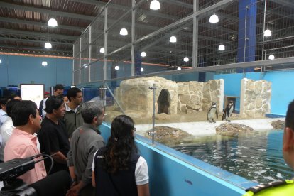 En el parque marino se observa más de 40 especies de animales.