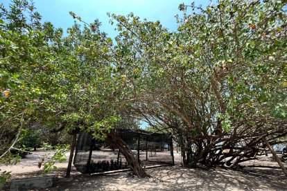 Una de las experiencias que ofrece la isla es el rescate de manglares en el sector