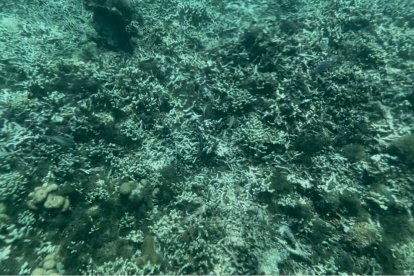 Si el color del coral es blanco, es señal de que está muerto o enfermo