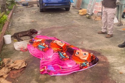 Esta raza de perros cuando los tratan como simples mascotas son agresivos, pero cuando los hacen parte del hogar brindan amor a su círculo familiar y a las personas externas, expresa Manuel Cruz, quien desde hace 20 años ha convivido con pitbulls.
“Son perros nobles, leales y amorosos cuando son criados como parte de la familia, pero cuando los tienen en un espacio de la casa donde no socializan con las personas o animales, estos se vuelven agresivos y atacan”, expresó.
Sostuvo que por su fuerza y temperamento, los pitbulls “son verdaderas armas” y que en el caso de atacar su instinto es hacerlo al cuello.
Ronald Jácome, de la Unidad de Canes de Rescate de la Comisión de Tránsito del Ecuador (CTE), sostiene que hay que elegir la raza acorde a nuestros hábitos. Razas como pitbull y rottweiler no son para estar encerrados. “El problema no es el perro, es el mal manejo, ellos necesitan fortalecer sus necesidades con ejercicios, entrenamiento y juegos mentales, no se los puede tener encerrados. El mal manejo de estos perros puede ser un arma mortal”, explica.