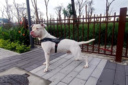 Los perros de raza pitbull deben recibir entrenamiento físico y mental.