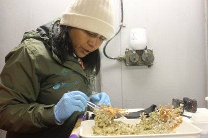 Una científica observa a detalle parte del coral, extraído para las investigaciones.