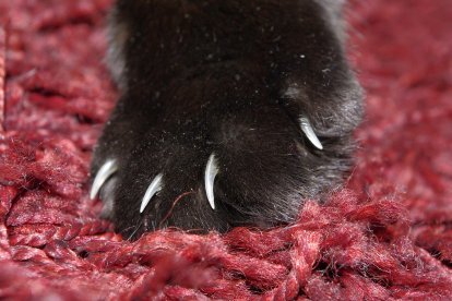 La garra del gato es importante para su bienestar y sus actividades diarias.