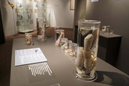La faloteca guarda  con sumo cuidado, dentro de cápsulas de vidrio, los penes de diferentes especies.