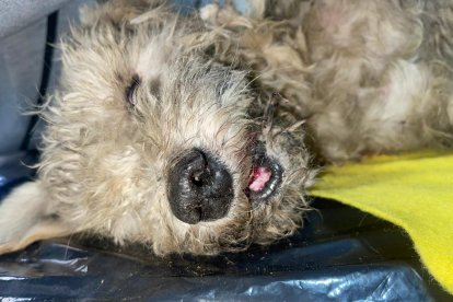 Además de las cuchilladas, el perro tiene la mandíbula fracturada.