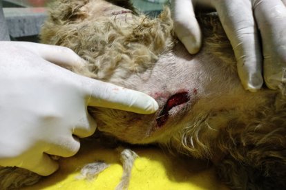 El can recibió doce puñaladas en diferentes partes de su cuerpo.
