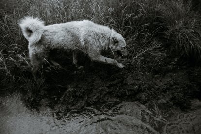 En caso de lluvia o sol sacarlo a pasear lo debidamente necesario, de preferencia en la noche.