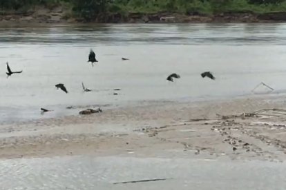 Las aves de rapiña volaban sobre el cuerpo.