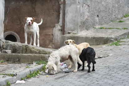 Los canes que permanecen en la calle pueden formar manadas agresivas.