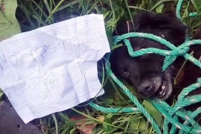 Un morador de una zona rural lo salvó cuando el perrito estaba agonizando.