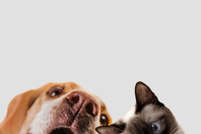 Ni la boca del humano, ni el hocico de los animales son limpios. Están llenos de bacterias.