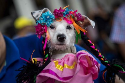 Las mascotas también tienen que celebrar al Puerto Principal y lo hacen con una feria.