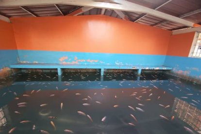La piscina con más de 100 tilapias fue encontrada en el pabellón 12 de la Penitenciaría.