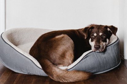 Permite que busque un lugar seguro dentro de la casa.