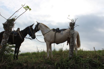 El corcel blanco habría sido el causante del siniestro vial.