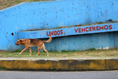 Los canes deambulan por la zona. Los que son nuevos no saben a qué lugar acercarse por comida y agua.