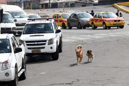 Los perros corren el riesgo de que alguien los atropelle.