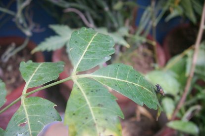 Las hojas de neem son exclentes para ahuyentar