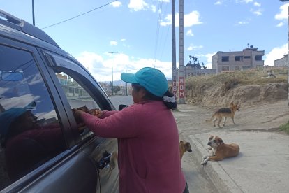 El 'cuy solidario' se reparte en Ambato.
