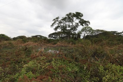 El sector donde se halló el cadáver está rodeado de maleza.