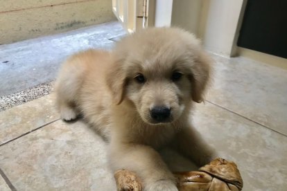 De cachorro, la mascota fue diagnosticada con la enfermedad de Lyme, pero la familia de Carlos Albuja lo acogió.