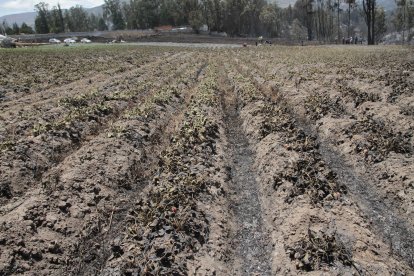 Una hectárea de sembrío de frutilla se perdió con el incendio.