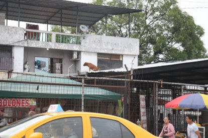 ¡Atento, firulais! Este perrito llama la atención de quienes transitan frente a la parada de la  Metrovía Florida, por la vía a Daule, pues buena parte del día se pasa en el techo vigilando hacia una casa, como buen guardián.
