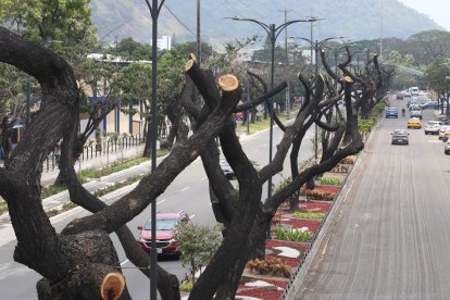 En la avenida Delta, por la Universidad de Guayaquil, también hubo que ‘meter sierra’.