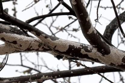 Así lucen muchos árboles en Guayaquil, contaminados por la plaga de la cochinilla.