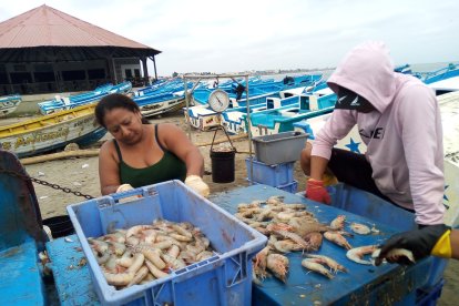 El camarón es una de las especies que está dentro de las 8 millas.
