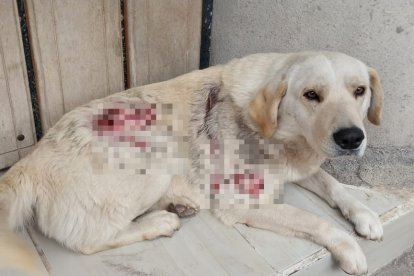 Nico tiene dos años y según los vecinos fue abandonado por un taxista.