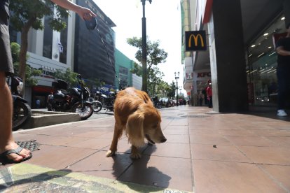 Bruno, el cocker spaniel, ama tomar sol y lo hace con precauciones.