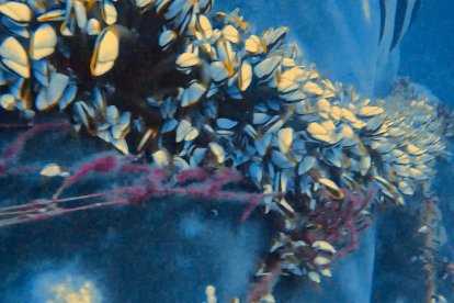 La red y cabos con que se había enredado el tiburón ballena ya le estaban causando daños en la piel, pues por la presión se le estaban incrustando.