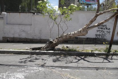 En el norte de Quito hay un árbol que, mientras se desprende, ocasiona daños al parterre.