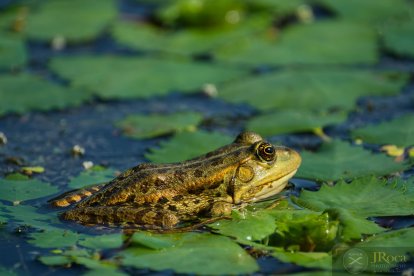 Espécimen de rana común europea.