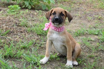 Lleva a tu perro para que disfrute de su casa abierta, en Quito.