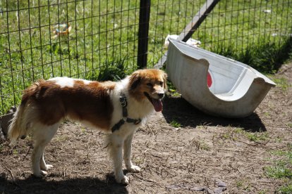 Vaquita, la perrita que se salvó del robo.