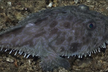 El pez ganso que anda paseando por la islas encantadas.