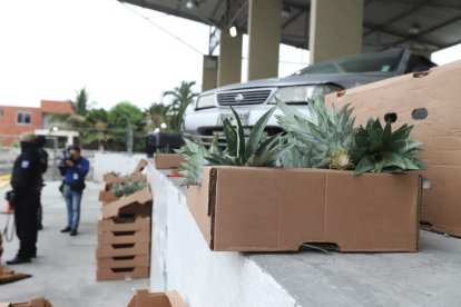 La droga estaba camuflada en piñas.