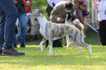 Los perritos estarán en un evento PetFest.