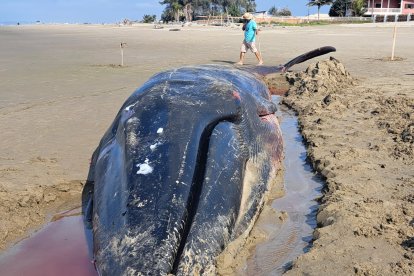 El animal de gran tamaño llamó la atención de moradores en el sector