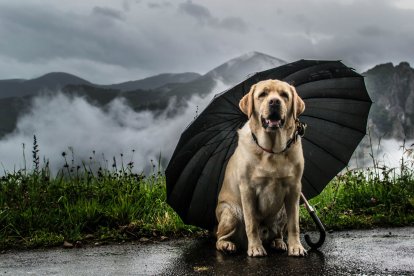 Los perros y gatos deberán estar en lugares secos y frescos.